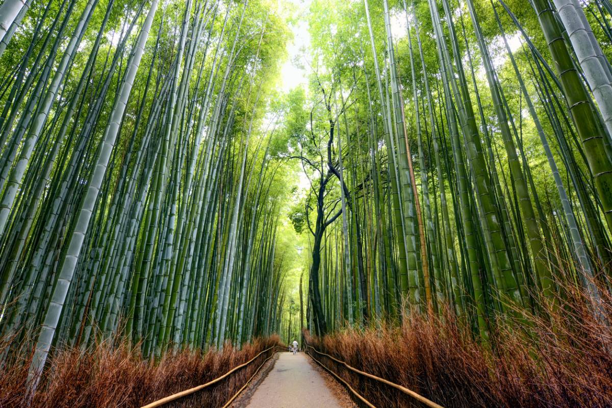 accessoires en bambou